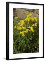 Oxford Ragwort a Widespread Naturalised Weed-null-Framed Photographic Print