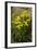 Oxford Ragwort a Widespread Naturalised Weed-null-Framed Photographic Print