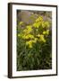 Oxford Ragwort a Widespread Naturalised Weed-null-Framed Photographic Print
