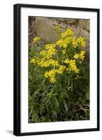 Oxford Ragwort a Widespread Naturalised Weed-null-Framed Photographic Print