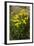 Oxford Ragwort a Widespread Naturalised Weed-null-Framed Photographic Print