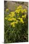 Oxford Ragwort a Widespread Naturalised Weed-null-Mounted Photographic Print