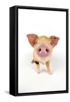 Oxford Sandy and Black Piglet on White Background-null-Framed Stretched Canvas