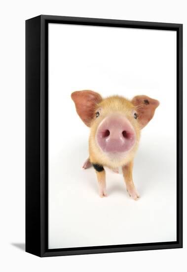 Oxford Sandy and Black Piglet on White Background-null-Framed Stretched Canvas