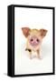Oxford Sandy and Black Piglet on White Background-null-Framed Stretched Canvas