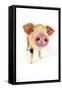 Oxford Sandy and Black Piglet on White Background-null-Framed Stretched Canvas