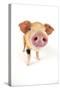 Oxford Sandy and Black Piglet on White Background-null-Stretched Canvas