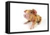 Oxford Sandy and Black Piglet on White Background-null-Framed Stretched Canvas