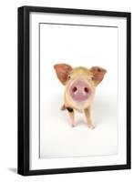 Oxford Sandy and Black Piglet on White Background-null-Framed Photographic Print