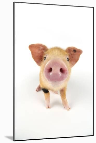 Oxford Sandy and Black Piglet on White Background-null-Mounted Photographic Print