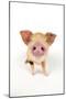 Oxford Sandy and Black Piglet on White Background-null-Mounted Photographic Print