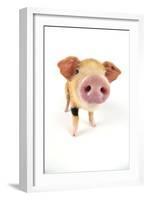 Oxford Sandy and Black Piglet on White Background-null-Framed Photographic Print