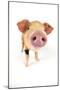 Oxford Sandy and Black Piglet on White Background-null-Mounted Photographic Print