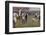 Oxford Versus Cambridge-S.t. Dadd-Framed Photographic Print