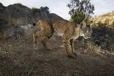 Wild Iberian Lynx (Lynx Pardinus) One Year Female, on Rocks, Sierra De Andújar Np, Andalusia, Spain-Oxford-Framed Stretched Canvas