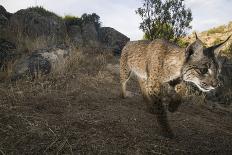 Wild Iberian Lynx (Lynx Pardinus) One Year Female, on Rocks, Sierra De Andújar Np, Andalusia, Spain-Oxford-Framed Stretched Canvas