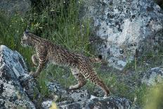 Wild Iberian Lynx (Lynx Pardinus) One Year Old Male with Gps Tracking Collar, Sierra Morena, Spain-Oxford-Photographic Print
