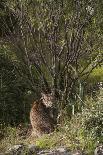 Wild Iberian Lynx (Lynx Pardinus) Male, Sierra De Andújar Natural Park, Andalusia, Spain, May-Oxford-Photographic Print
