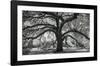 Oxley Oak, in front of Audubon Hall, LSU Quad-William Guion-Framed Art Print