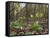 Oxlips flowering in coppice woodland, Suffolk, England-Andy Sands-Framed Stretched Canvas