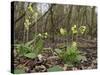 Oxlips flowering in coppice woodland, Suffolk, England-Andy Sands-Stretched Canvas