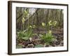 Oxlips flowering in coppice woodland, Suffolk, England-Andy Sands-Framed Photographic Print