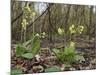 Oxlips flowering in coppice woodland, Suffolk, England-Andy Sands-Mounted Photographic Print
