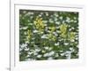 Oxlips growing among wood anemones, Suffolk, England-Andy Sands-Framed Photographic Print