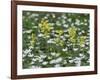 Oxlips growing among wood anemones, Suffolk, England-Andy Sands-Framed Photographic Print