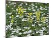 Oxlips growing among wood anemones, Suffolk, England-Andy Sands-Mounted Photographic Print