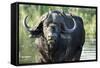 Oxpeckers and Cape Buffalo, Kruger National Park, South Africa-Paul Souders-Framed Stretched Canvas