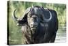 Oxpeckers and Cape Buffalo, Kruger National Park, South Africa-Paul Souders-Stretched Canvas