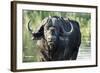 Oxpeckers and Cape Buffalo, Kruger National Park, South Africa-Paul Souders-Framed Photographic Print
