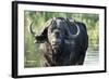 Oxpeckers and Cape Buffalo, Kruger National Park, South Africa-Paul Souders-Framed Photographic Print