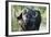 Oxpeckers and Cape Buffalo, Kruger National Park, South Africa-Paul Souders-Framed Photographic Print