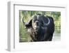 Oxpeckers and Cape Buffalo, Kruger National Park, South Africa-Paul Souders-Framed Photographic Print