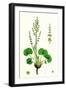 Oxyria Reniformis Kidney-Shaped Mountain Sorrel-null-Framed Giclee Print