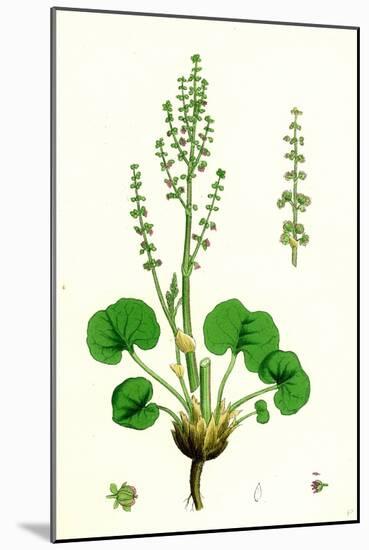 Oxyria Reniformis Kidney-Shaped Mountain Sorrel-null-Mounted Giclee Print