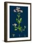 Oxytropis Campestris; Pale-Yellow Oxytropis-null-Framed Giclee Print