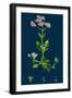 Oxytropis Campestris; Pale-Yellow Oxytropis-null-Framed Giclee Print