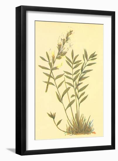 Oxytropis Lamberti-null-Framed Art Print