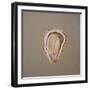 Oyster 1-Lincoln Seligman-Framed Giclee Print