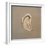 Oyster 2-Lincoln Seligman-Framed Giclee Print