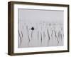 Oyster Beds, Arcachon, Gironde, Aquitaine, France-Adam Woolfitt-Framed Photographic Print