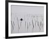 Oyster Beds, Arcachon, Gironde, Aquitaine, France-Adam Woolfitt-Framed Photographic Print