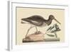 Oyster Catcher-Mark Catesby-Framed Art Print