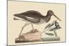 Oyster Catcher-Mark Catesby-Mounted Art Print