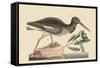 Oyster Catcher-Mark Catesby-Framed Stretched Canvas