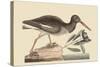 Oyster Catcher-Mark Catesby-Stretched Canvas