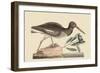 Oyster Catcher-Mark Catesby-Framed Art Print